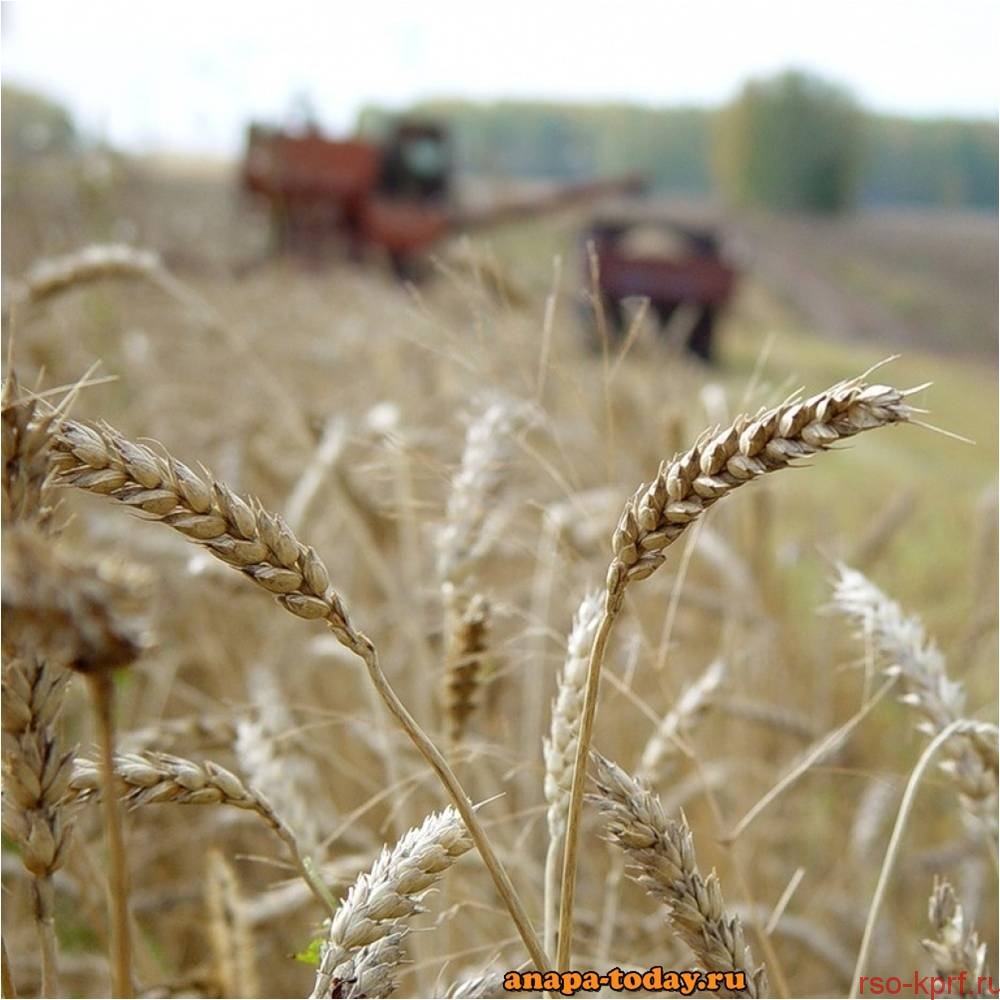 Колхозные будни
